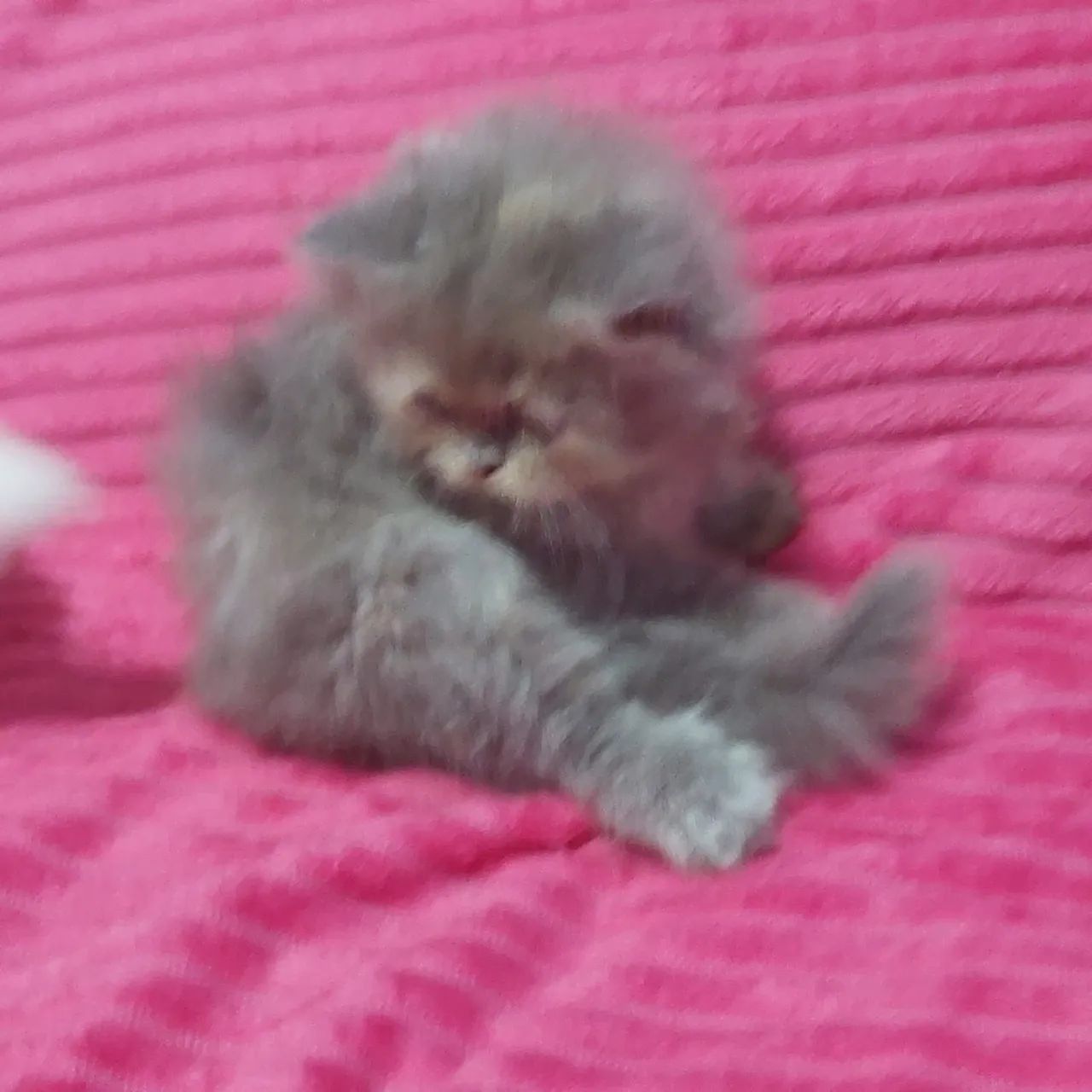 Gata persa fêmea e macho com 50 dias rasa pura  - Foto 5