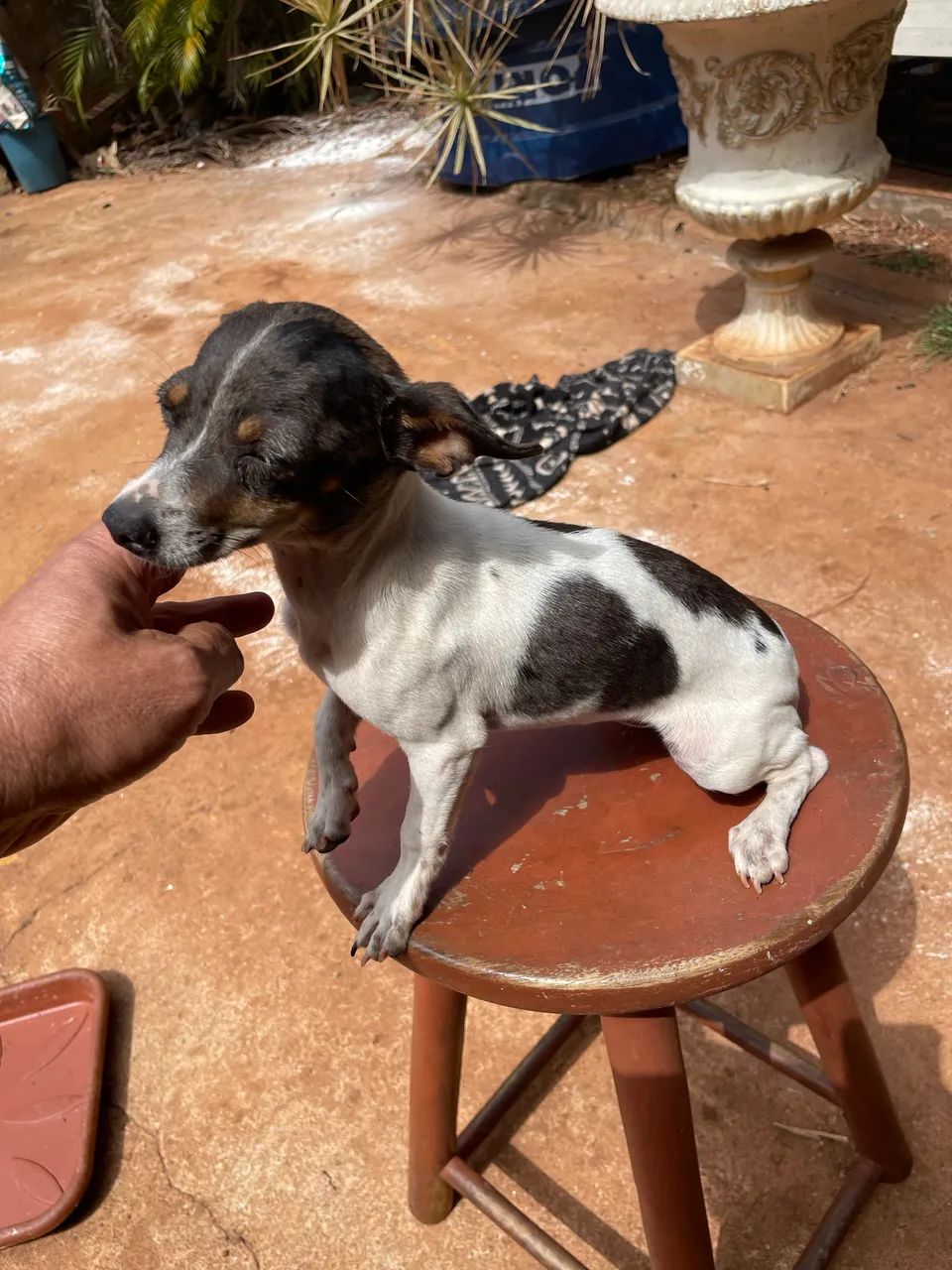 Pinscher  Avenda  - Foto 3