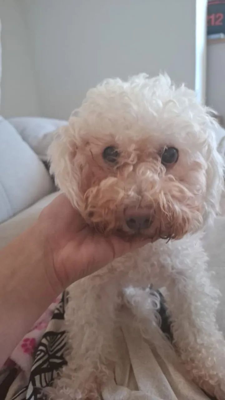 Doando um Poodle  - Foto 2