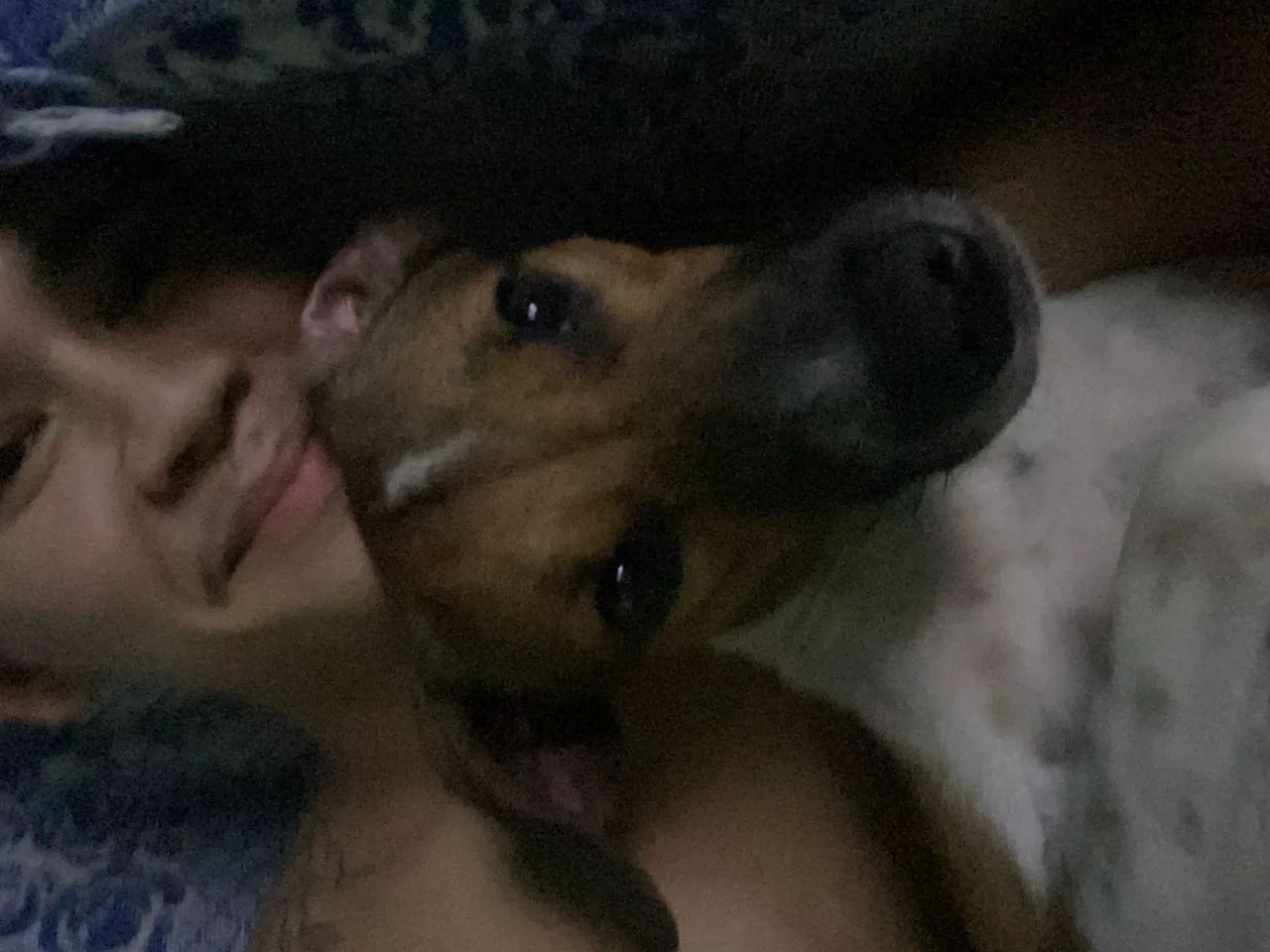 Cães 