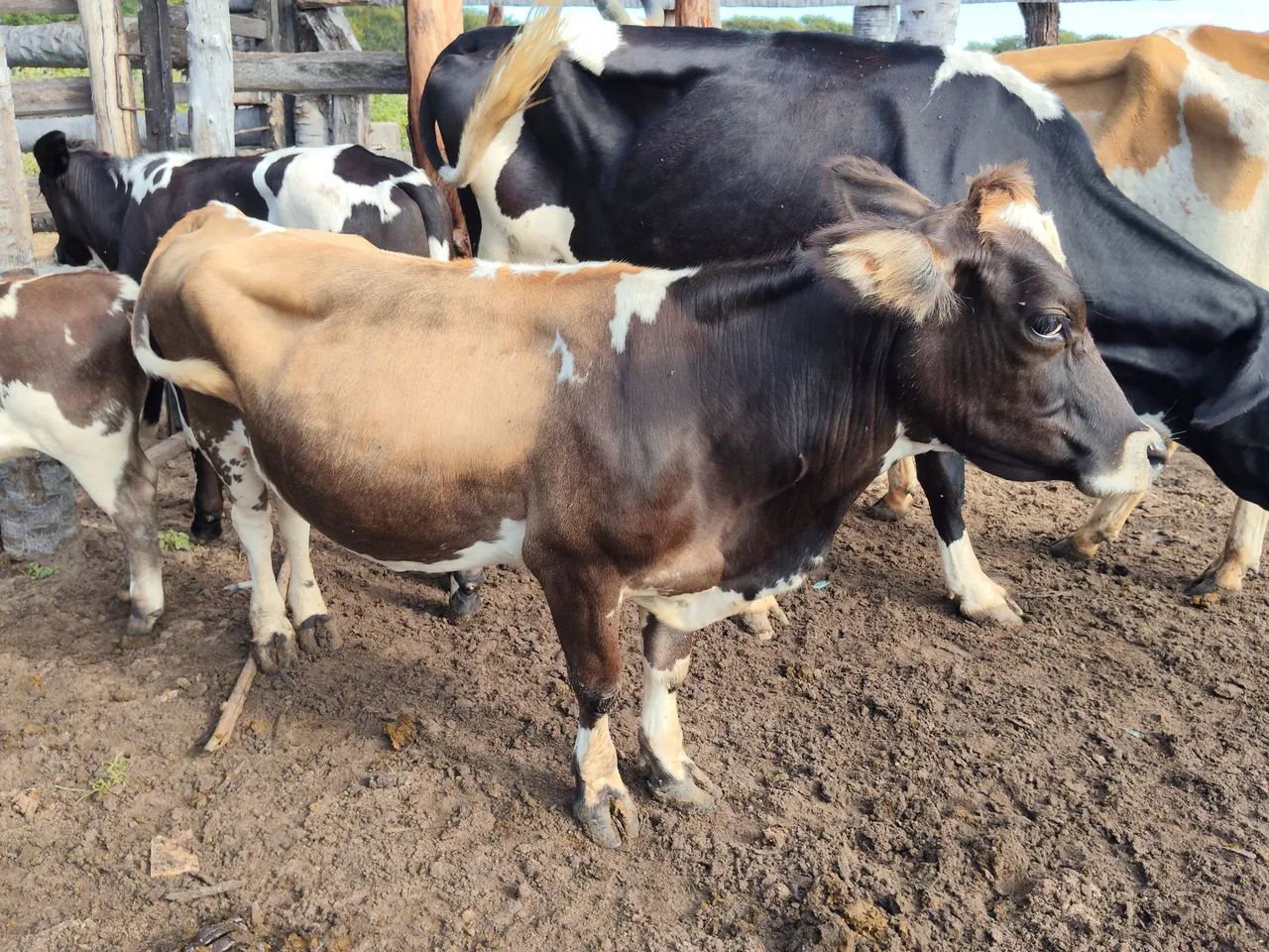 Vendo mini Toro e mini vacas  - Foto 3