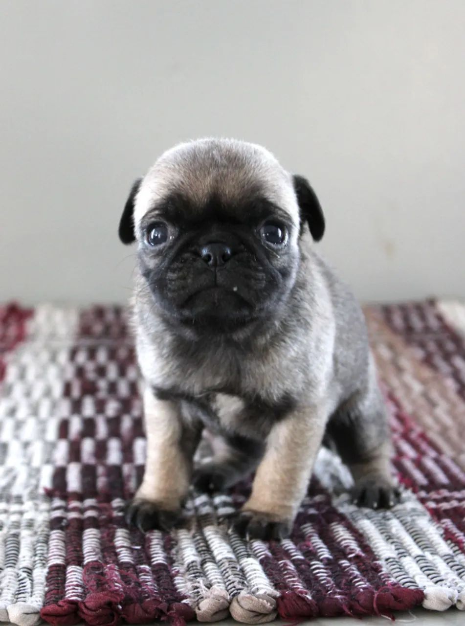 ? Pug ? ESGOTANDO AGORA