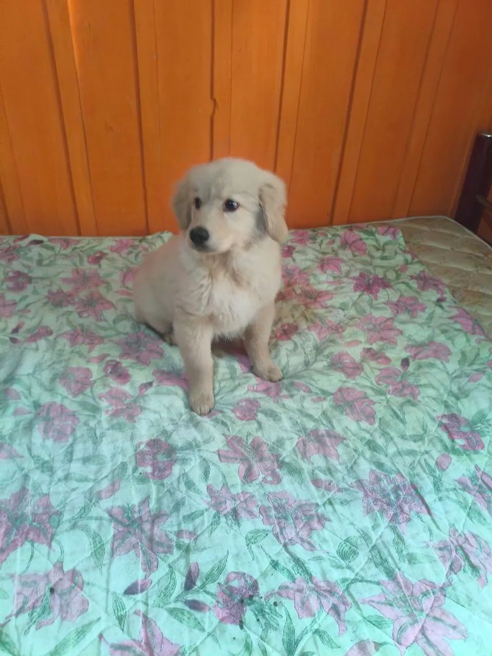 Golden Retriever  - Foto 4