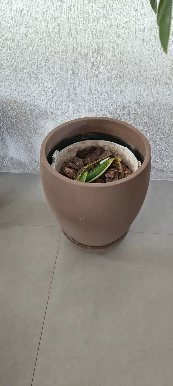 Caqueiro  - Foto 2