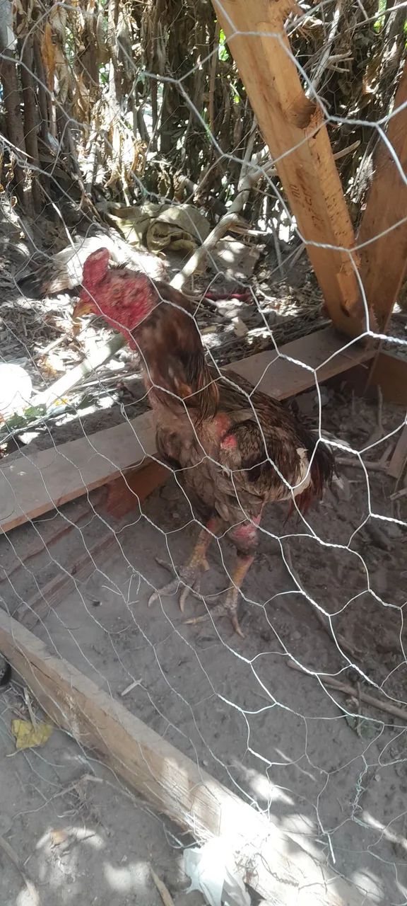 Galo de raça  - Foto 2