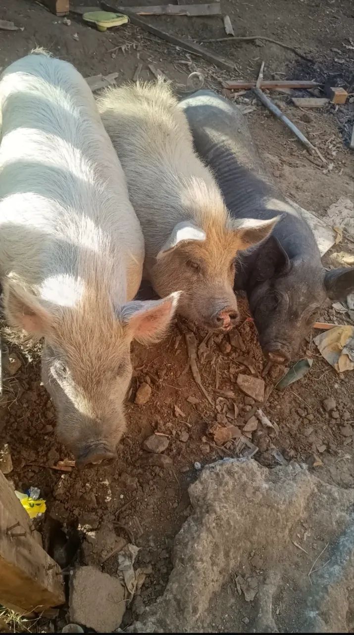Mini pig