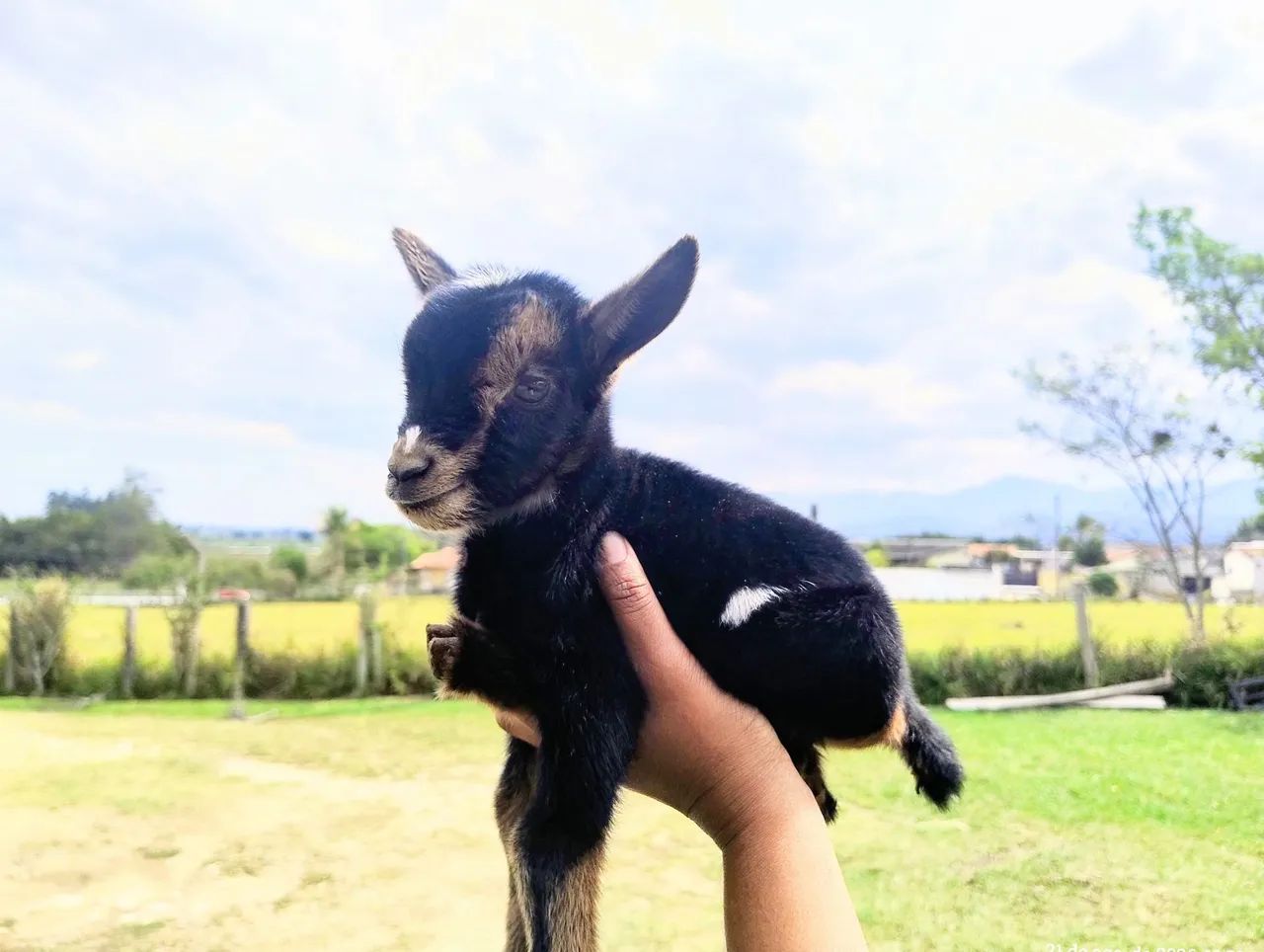 Mini Cabra