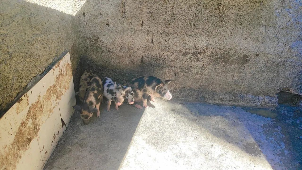 Lote de porco caruncho