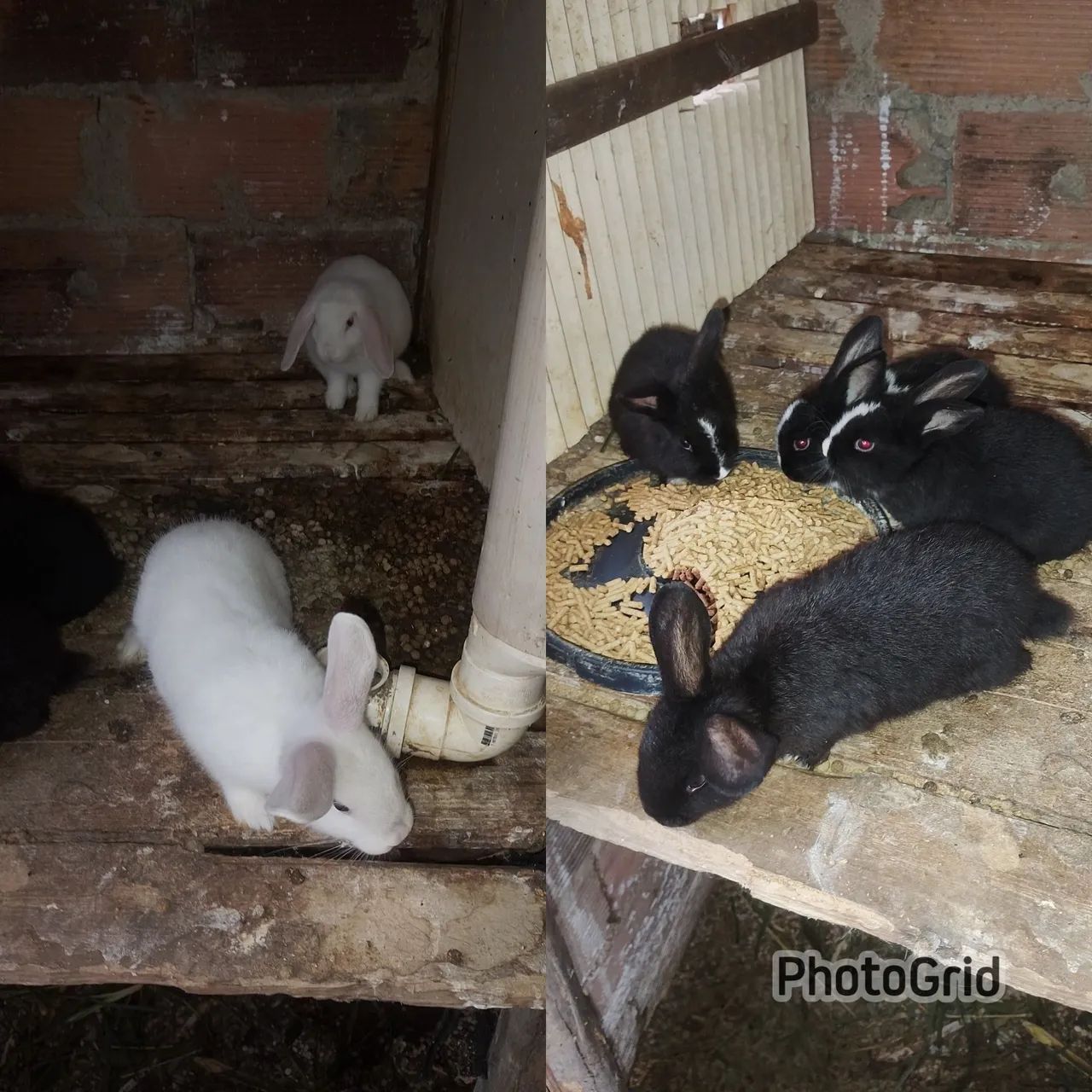 Coelhos  - Foto 4