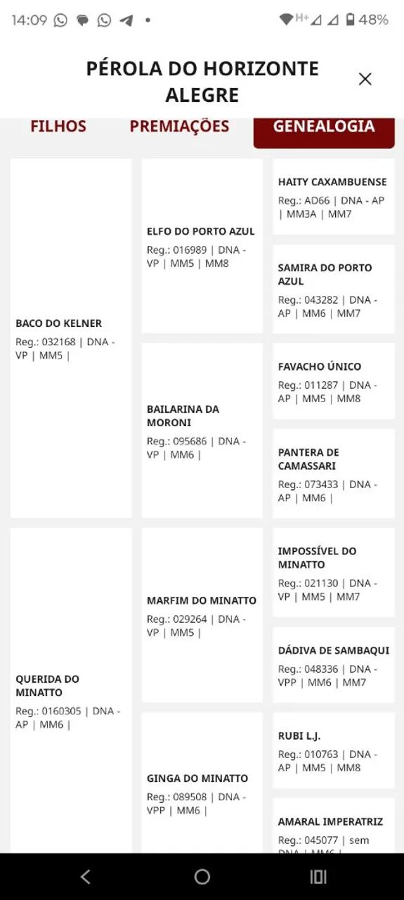 Égua Mangalarga Machador registrada na Abccmm - Foto 5
