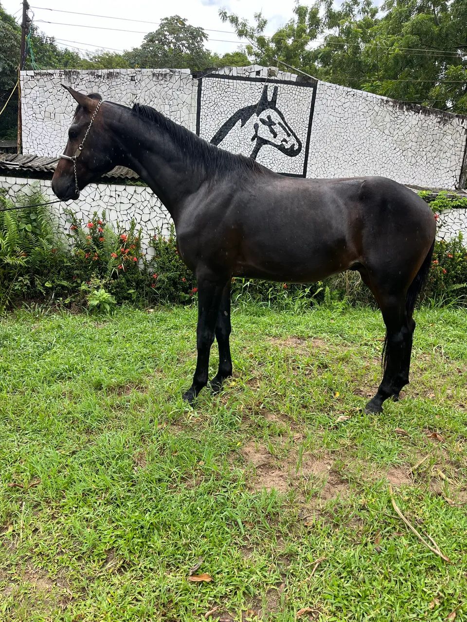 POLTRO DOMADO SHOW DE MARCHA  PICADA  - Foto 4