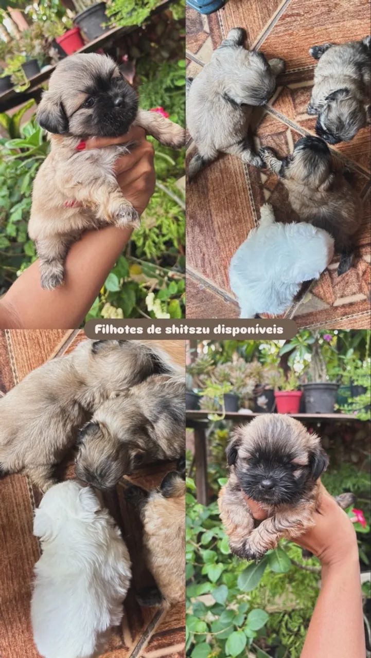 Filhotes de shitzu disponíveis 