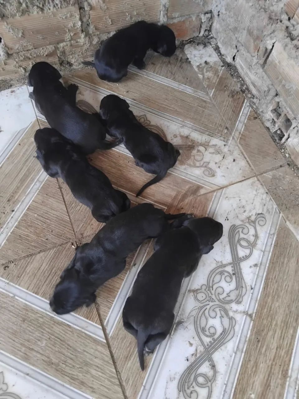 Cane Corso - Foto 3