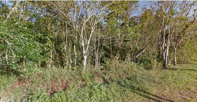 Ubatuba SP - Mata Atlântica | Área Comp. Ambiental, Parque, APP, Santuário, 715 alqueires - Foto 13