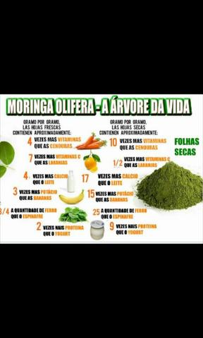 (MORINGA OLEÍFERA) tenho mudas - Foto 4