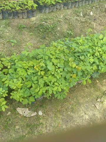 Plantações - Foto 3
