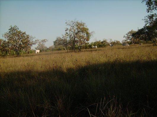 4000 Alqueires, Pecuária, Lavoura, Turismo,Cocalinho-MT, Troca Imóveis SP, MG, PR - Foto 4