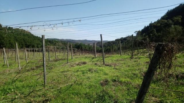 Chácara à venda, 25000 m² por R$ 115.000 - Bacaetava - Colombo/PR - Foto 2