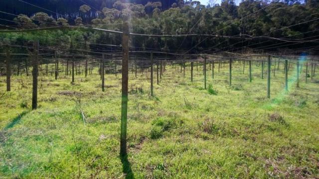 Chácara à venda, 29900 m² por R$ 189.999 - Bacaetava - Colombo/PR - Foto 18