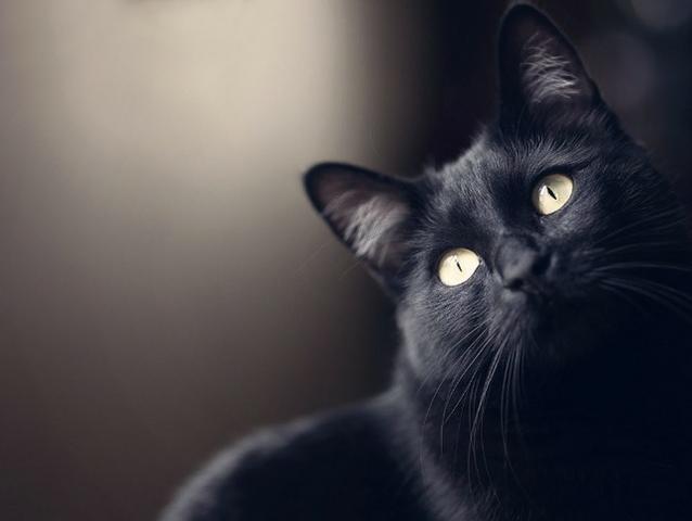 Linda gata castrada para DOAÇÃO