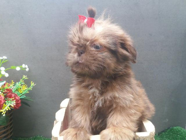ShihTzu Filhote Femea Pronta Entrega a partir de R$ 500,00 - Foto 4
