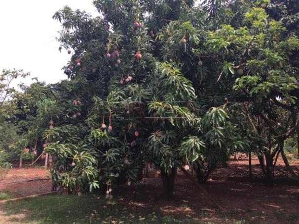 Sítio à venda em Engenheiro taveira, Aracatuba cod:V72161 - Foto 13