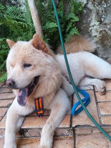 A Procura de uma linda garota - Foto 3