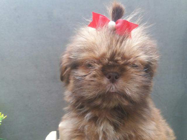 ShihTzu Filhote Femea Pronta Entrega a partir de R$ 500,00 - Foto 3
