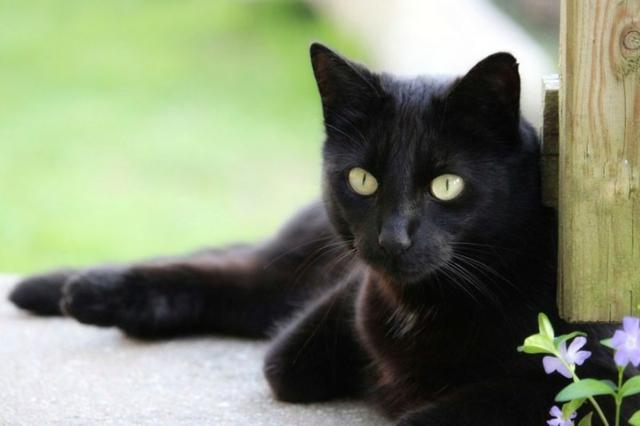 Linda gata castrada para DOAÇÃO - Foto 2