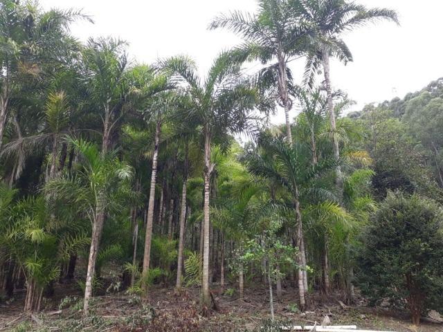Linda chácara 3.000² a 7 km do trevo de Fazenda do Estado e 15km de Pedra Azul D.M.!! - Foto 19