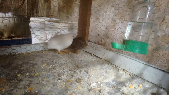 Vendo Casais de Codornas Chinesa