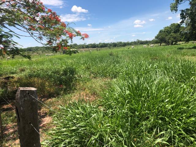 300 hectares, Cuiabá, 220 Hectares pasto, 23 km Atacadão, perto BR 364 - Foto 11