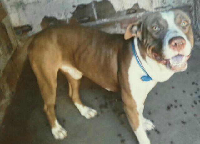 American Pit Bull Terrier