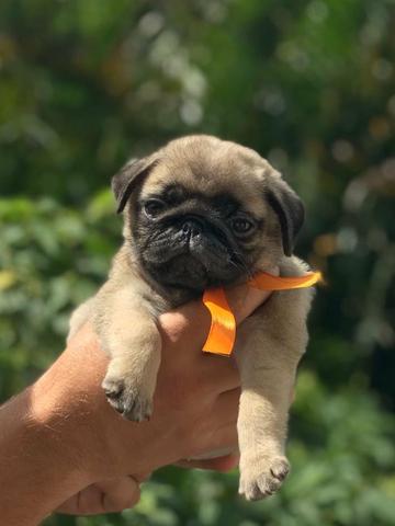 Excelente filhote de pug machinho, genética selecionada, pedigree com grandes campeões - Foto 2