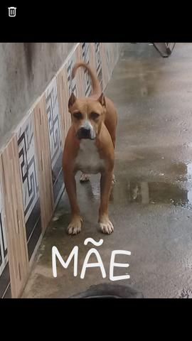 Vendo filhotes de pitbull APBT pura. - Foto 2