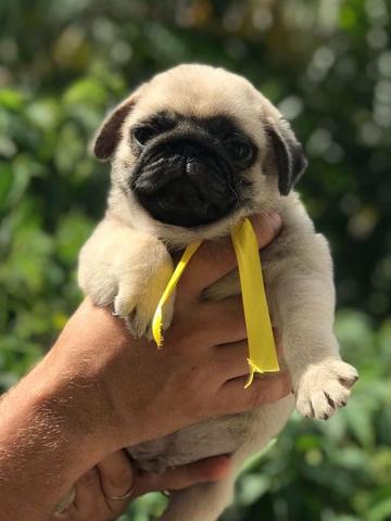 Excelente filhote de pug machinho, genética selecionada, pedigree com grandes campeões