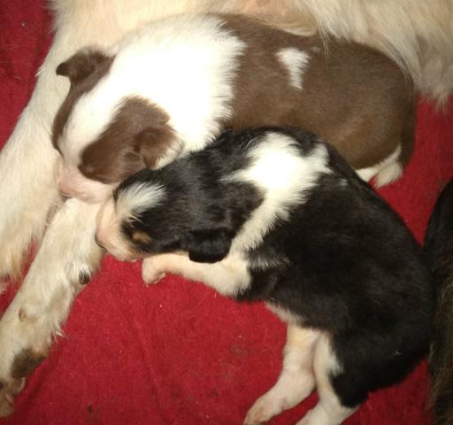 Border Collies lindos filhotes com registro - Foto 6