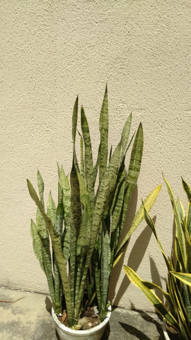 Planta espada de São Jorge