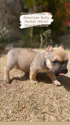 Filhotes de American Bully Pocket e Micro