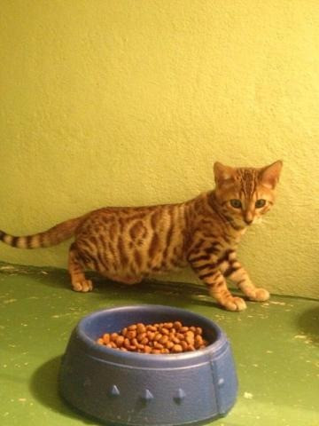 Bengal macho lindo disponível ! - Foto 2