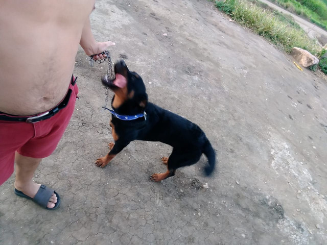 Vendo um umaCachorra com 6 meses de idade - Foto 3