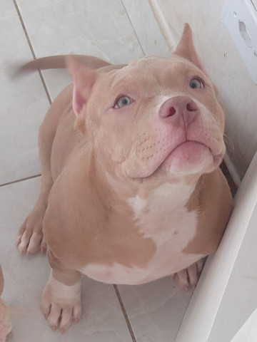 American Bully filhote fêmea
