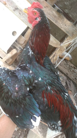 galo de raça - Foto 4