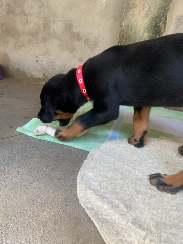 Rottweiler fêmea - Foto 4
