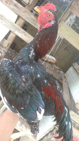 galo de raça - Foto 3