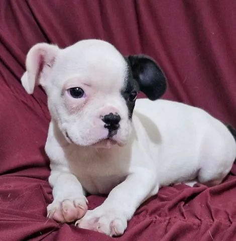 BULLDOG FRANCÊS - FILHOTES LINDOS , COM OU SEM PEDIGREE CBKC!