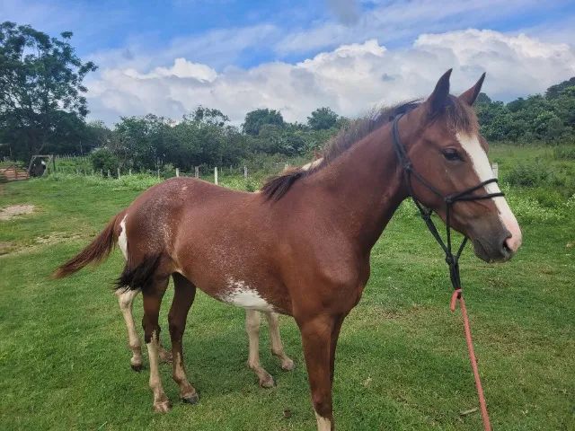 Cavalo de cela - Animais para agropecuária - Borda da Mata 1256806947