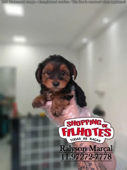 É melhor ter um Yorkshire Terrier amigo do que um amigo cachorro - Foto 3