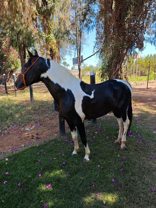 Troco por égua ///Garanhão mangalarga registrado Picada Genuina - Foto 2