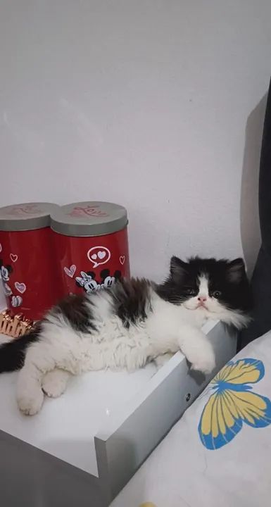 Persa - Foto 3